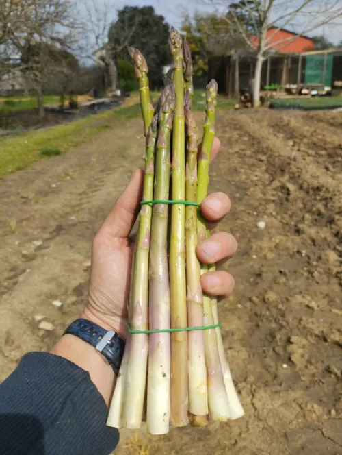 Asparagi